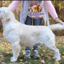 Golden Retriever ( Male )