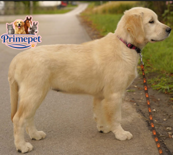 Golden Retriever ( Female )