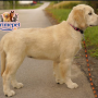 Golden Retriever ( Female )