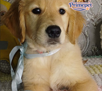 Golden Retriever ( Male )