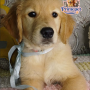 Golden Retriever ( Male )