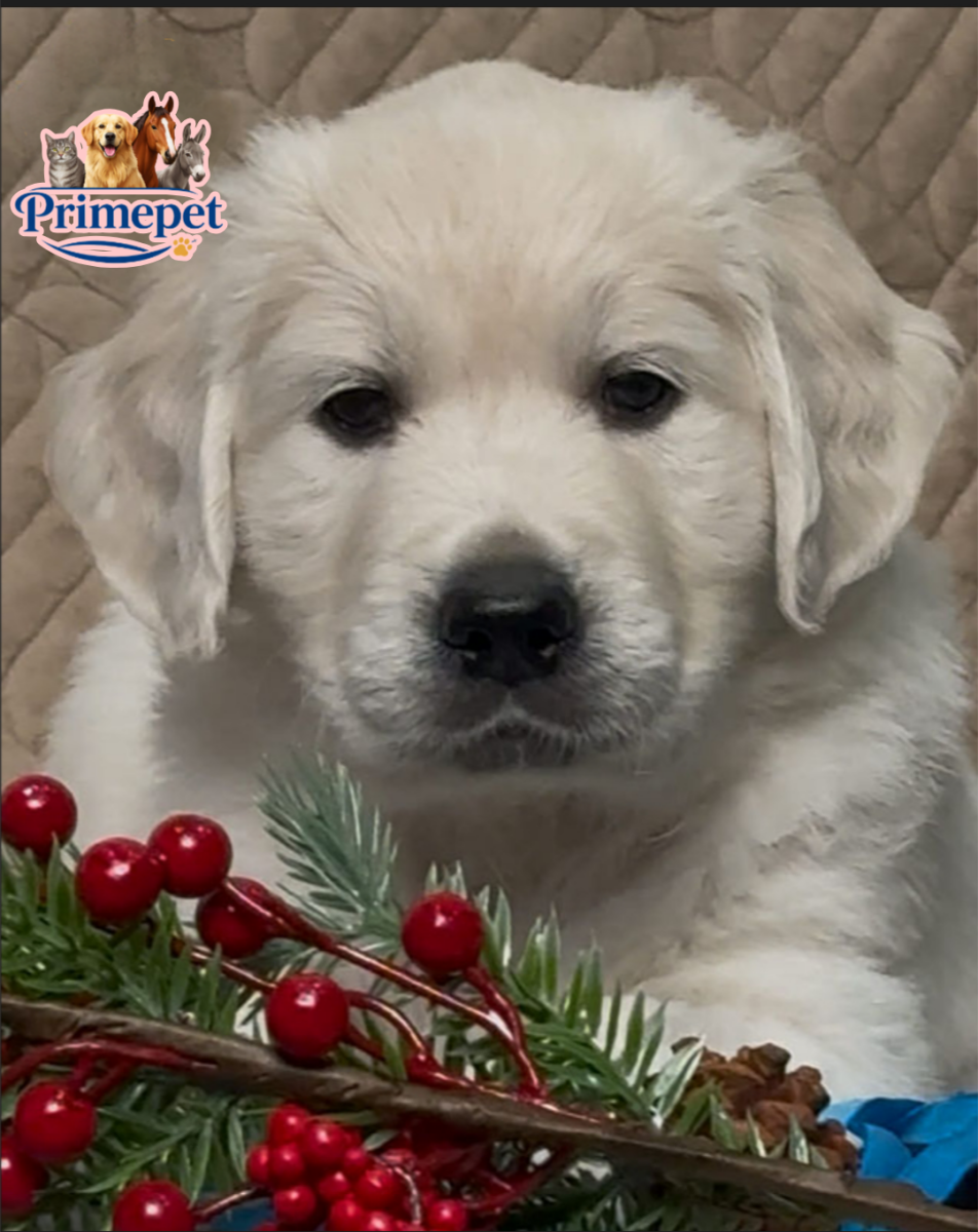Golden Retriever - Image 2