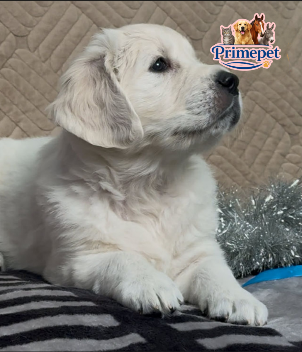Golden Retriever - Image 3