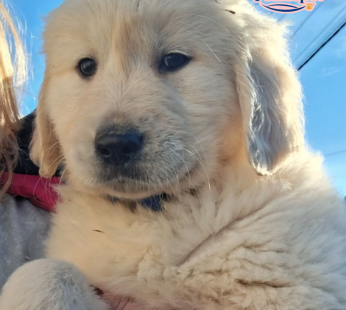 Golden Retriever ( Female )