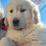 Golden Retriever ( Female )