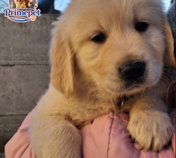 Golden Retriever  ( Male )