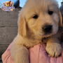 Golden Retriever  ( Male )