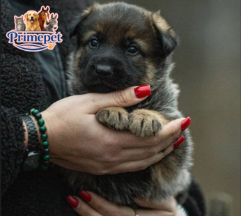 German Shepherd ( Male )
