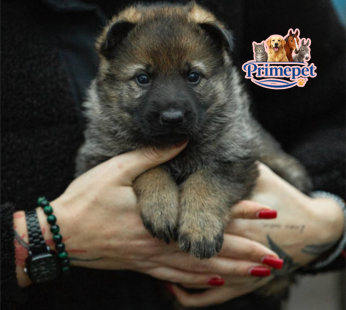 German Shepherd ( Female )