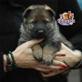 German Shepherd ( Female )