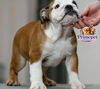 English Bulldog ( Female )