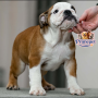 English Bulldog ( Female )