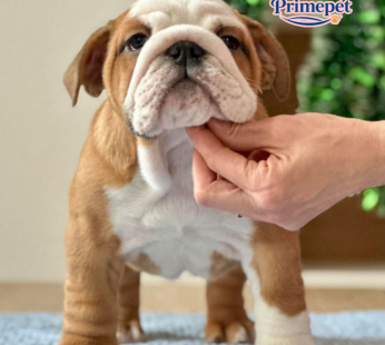 English Bulldog ( Female )