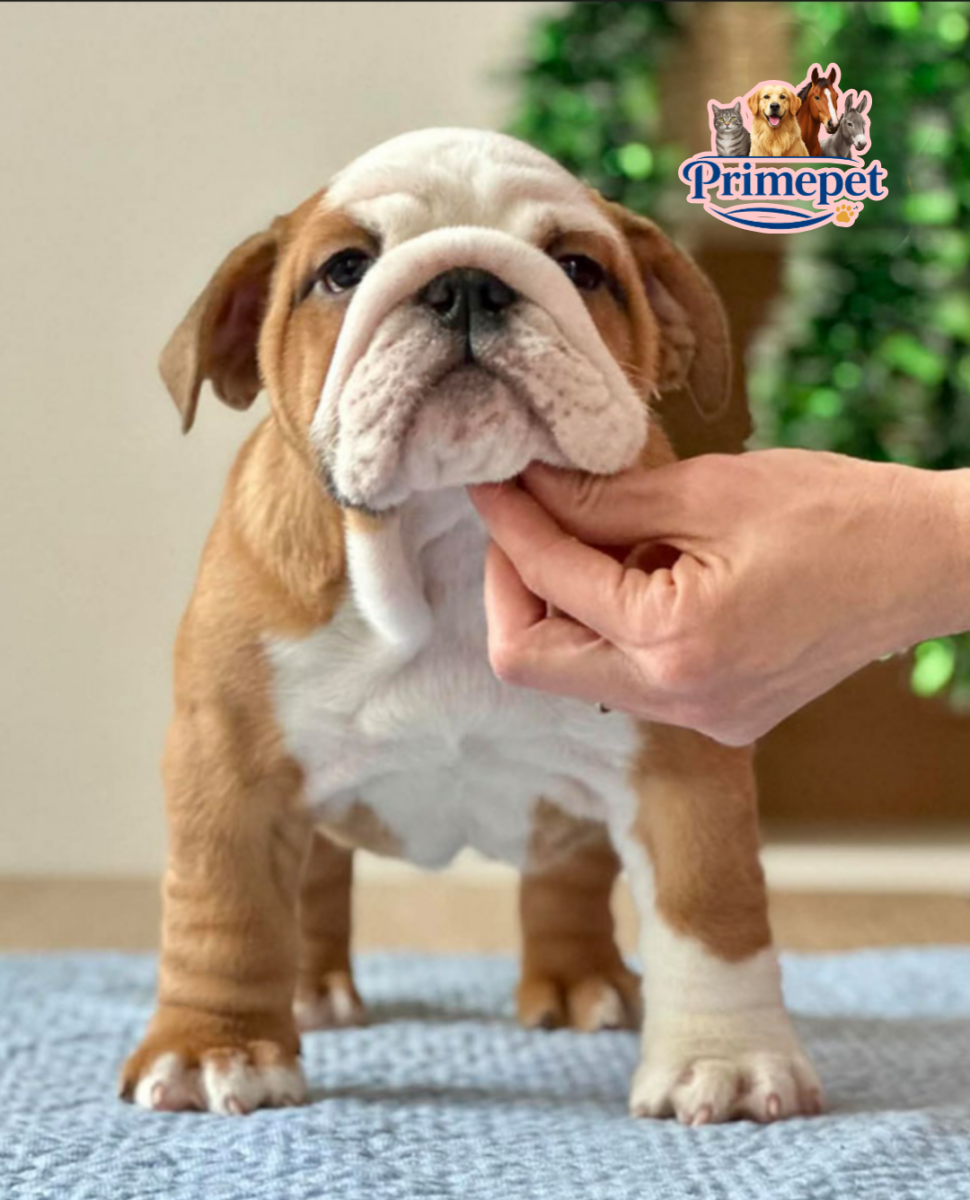 English Bulldog ( Female )