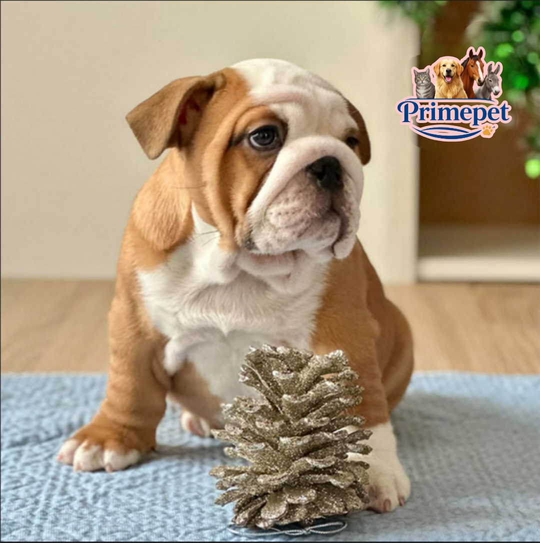 English Bulldog ( Female ) - Image 2