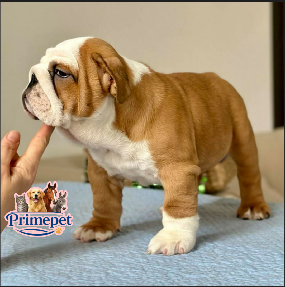 English Bulldog ( Female ) - Image 3