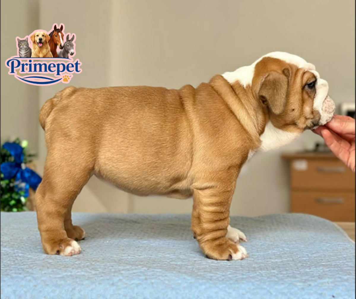 English Bulldog ( Female ) - Image 4