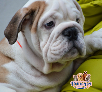English Bulldog ( Male )