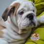 English Bulldog ( Male )