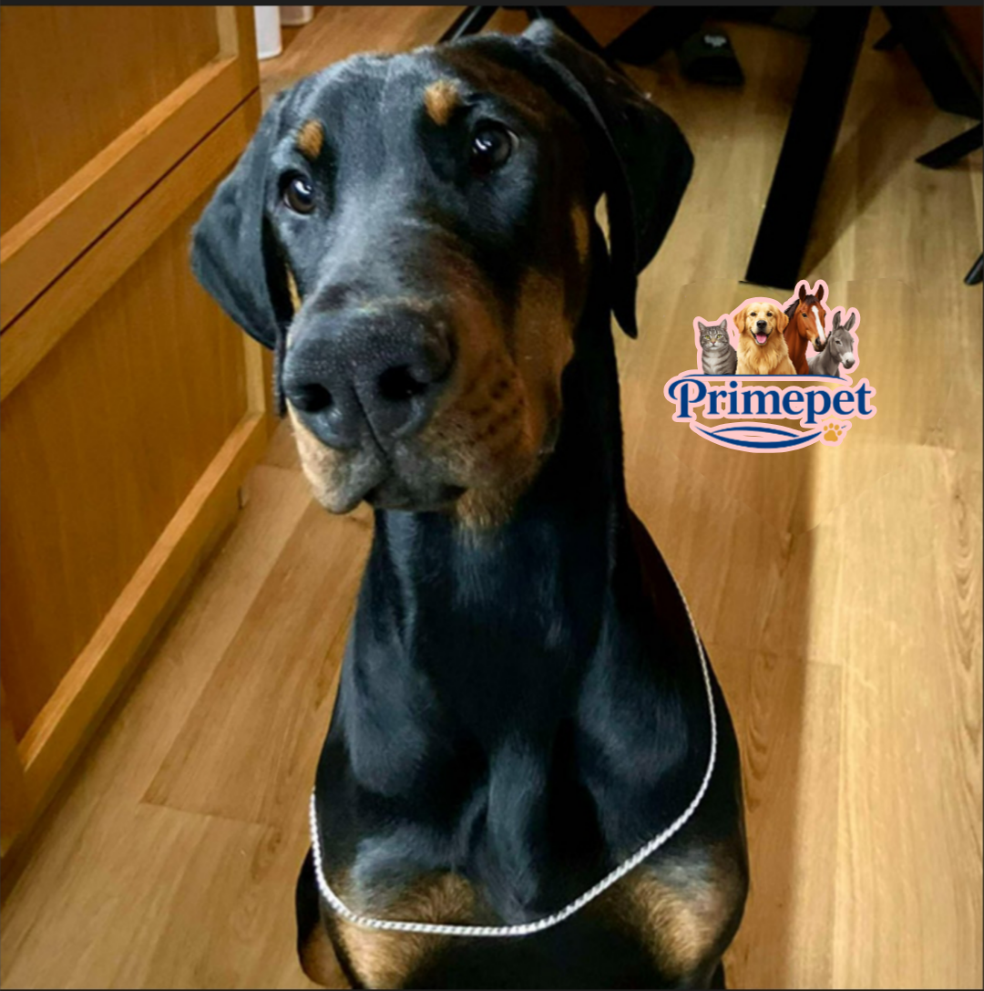 Doberman ( Male ) - Image 2
