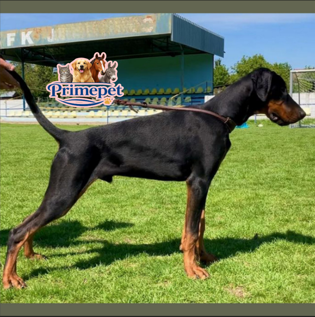 Doberman ( Male ) - Image 3