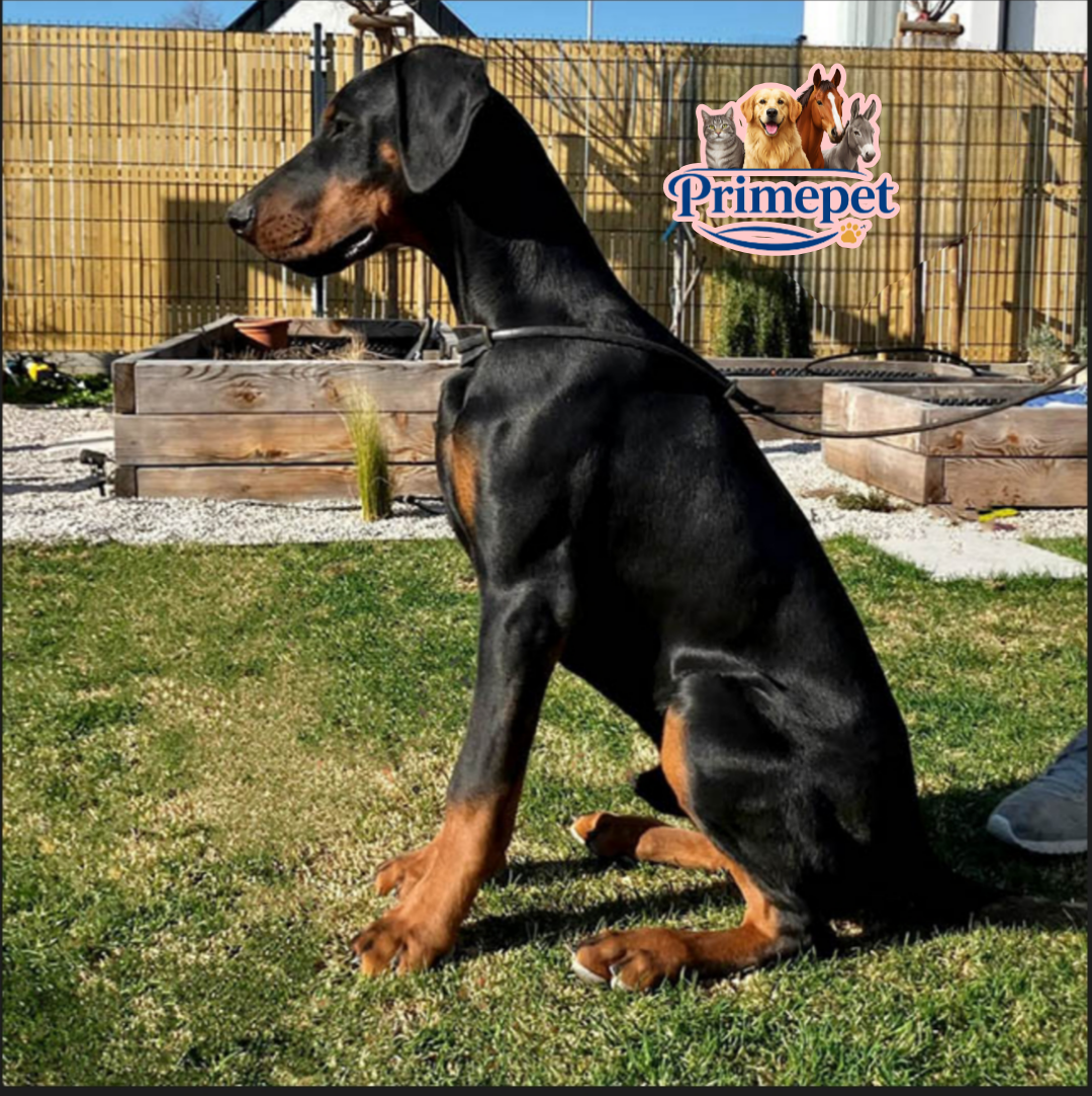 Doberman ( Male ) - Image 4
