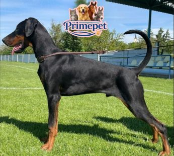 Doberman ( Male )