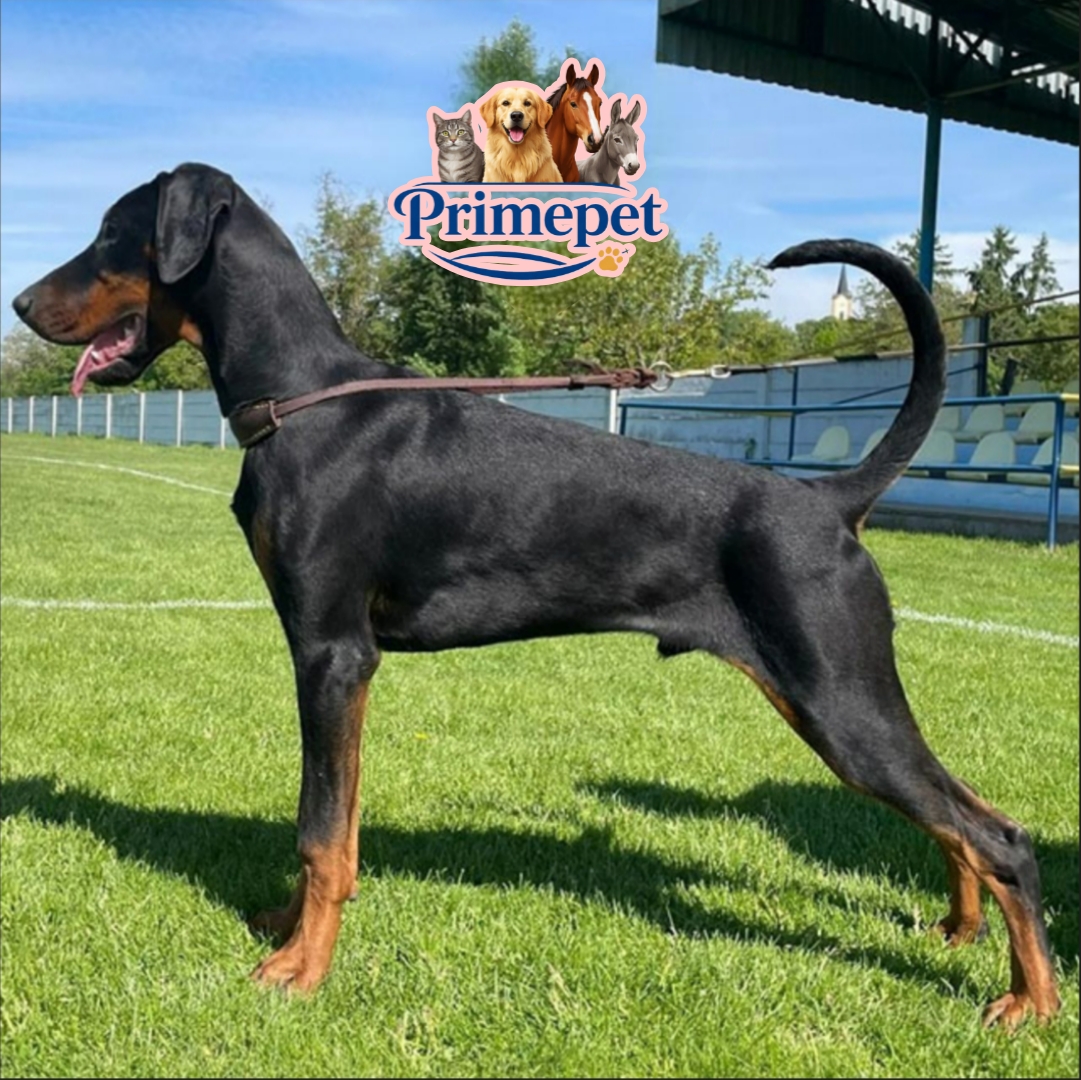 Doberman ( Male )