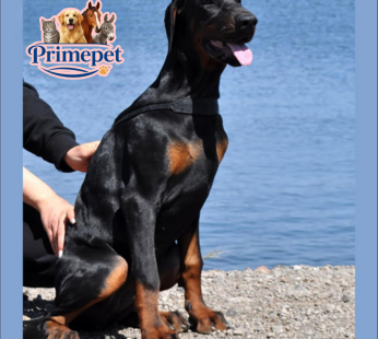 Doberman ( Female )