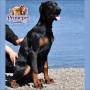 Doberman ( Female )