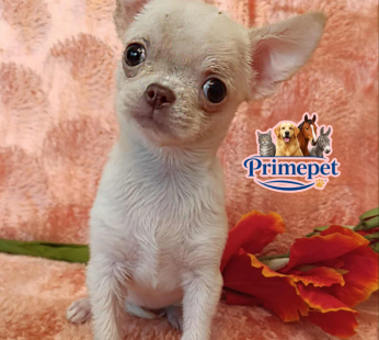 Chihuahua Mini ( Female )