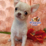 Chihuahua Mini ( Female )