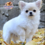 Chihuahua Longhair ( Male )