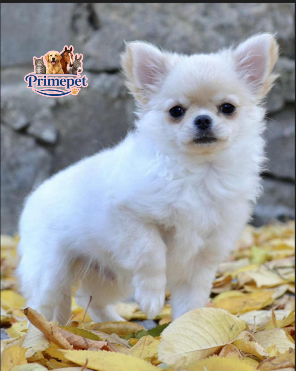 Chihuahua Longhair ( Male )