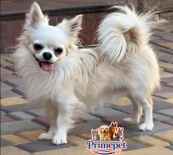 Chihuahua Longhair ( Male )
