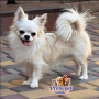 Chihuahua Longhair ( Male )