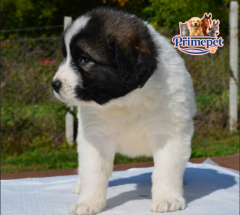 Caucasian Shepherd ( Male )