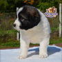 Caucasian Shepherd ( Male )