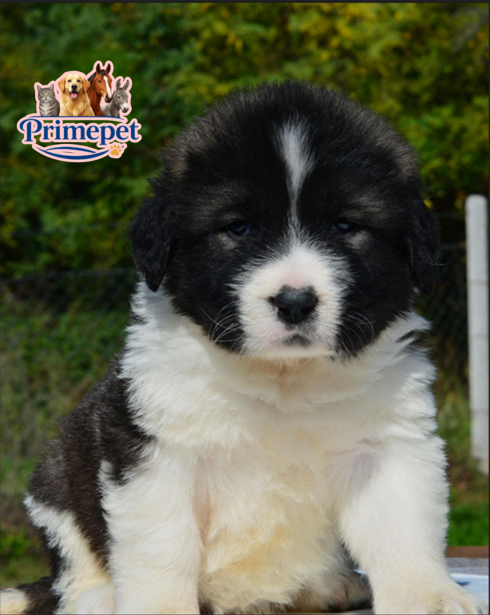 Caucasian Shepherd ( Female ) - Image 2