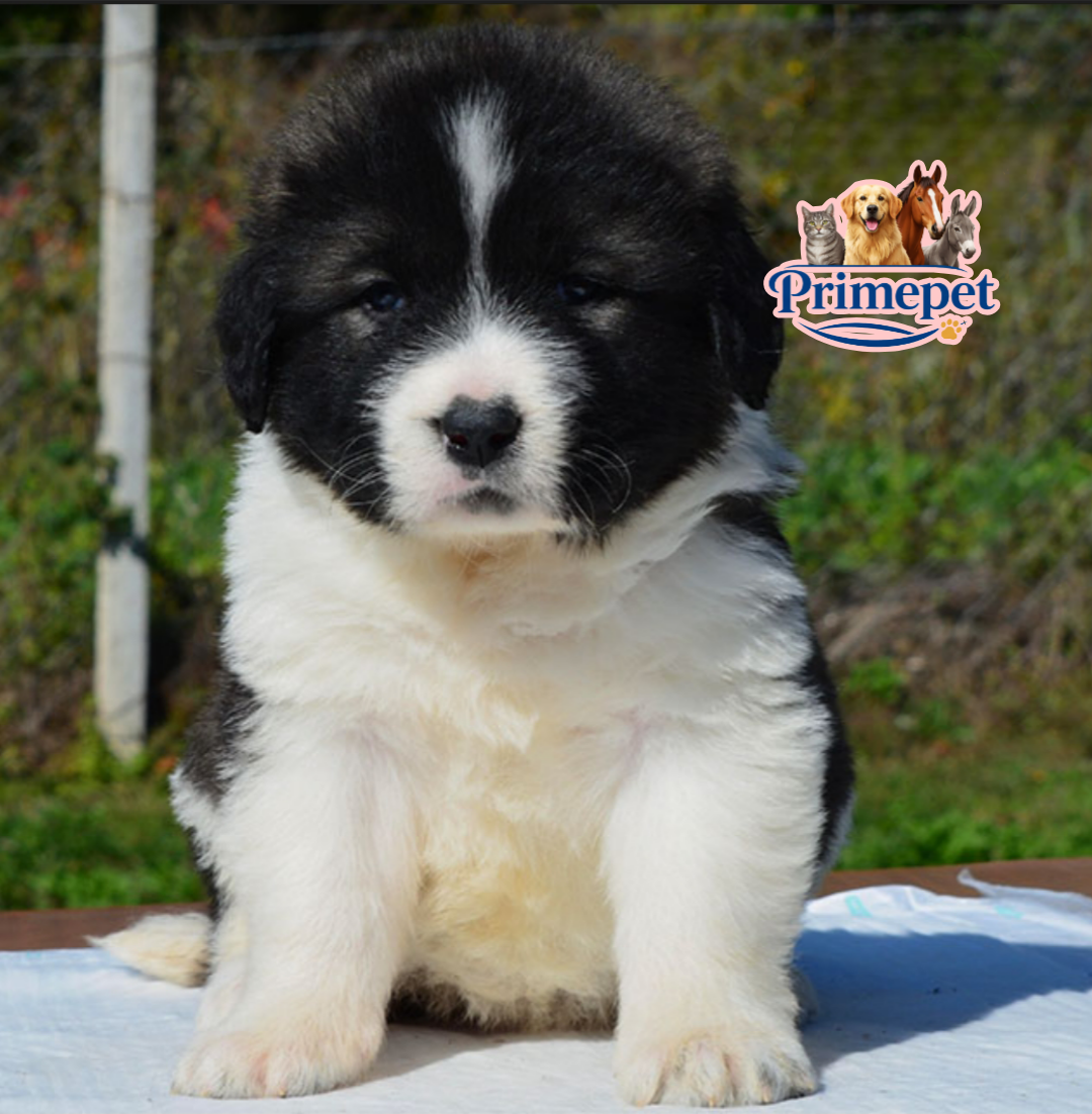 Caucasian Shepherd ( Female )