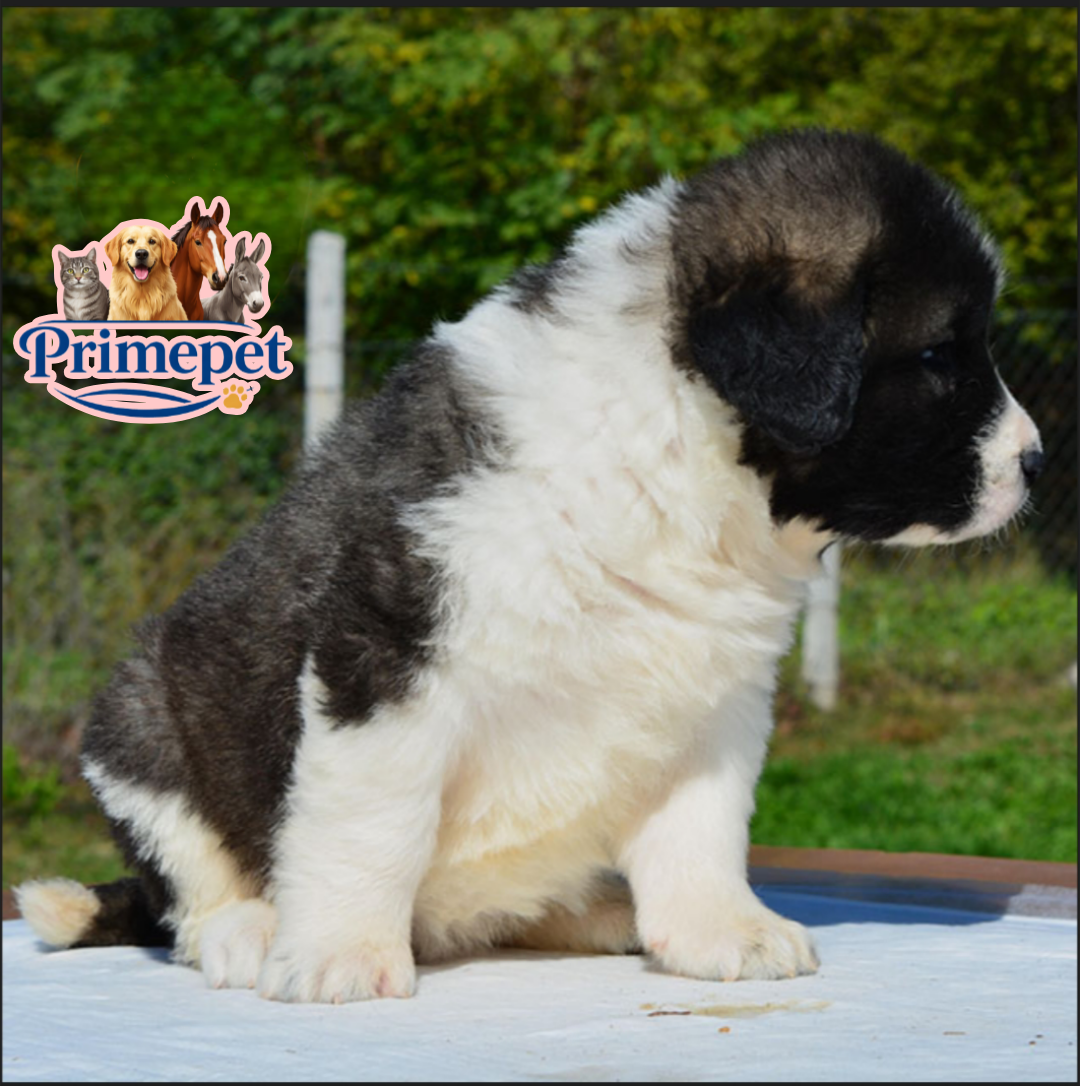 Caucasian Shepherd ( Female ) - Image 3