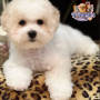 Bichon Frise ( Male )