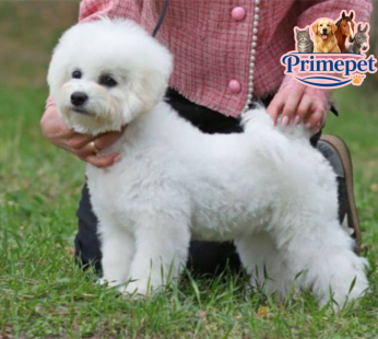 Bichon Frise (Female)