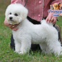 Bichon Frise (Female)