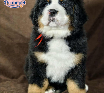 Bernese Mountain ( Male )