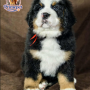 Bernese Mountain ( Male )