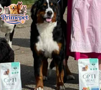 Bernese Mountain ( Female )