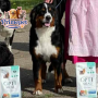Bernese Mountain ( Female )