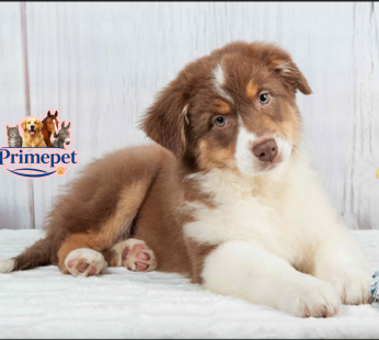 Australian Shepherd ( Male )