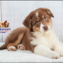 Australian Shepherd ( Male )